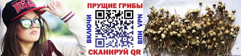 Псилоцибиновые грибы MAGIC MUSHROOMS  Кизел 